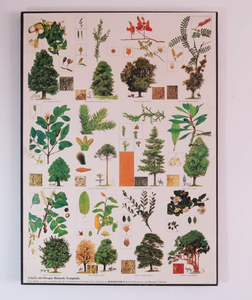 Afiche Bosque de Chile